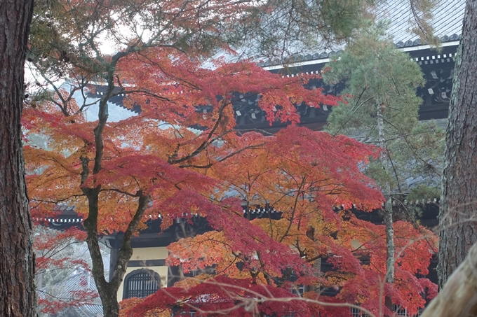 京都紅葉速報2018　その18　南禅寺・哲学の道　No28