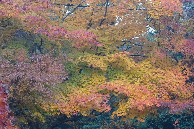 京都紅葉速報2018　その18　南禅寺・哲学の道　No44