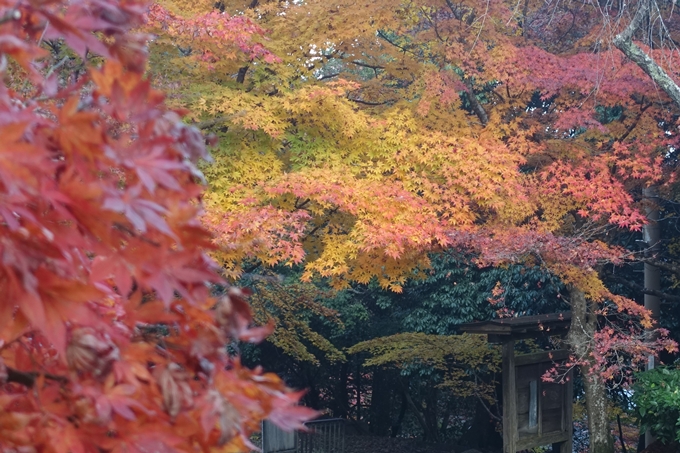 京都紅葉速報2018　その18　南禅寺・哲学の道　No45