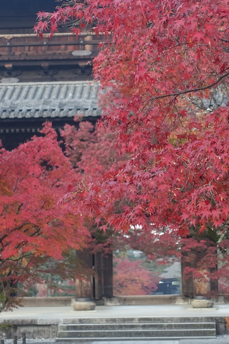 京都紅葉速報2018　その18　南禅寺・哲学の道　No33