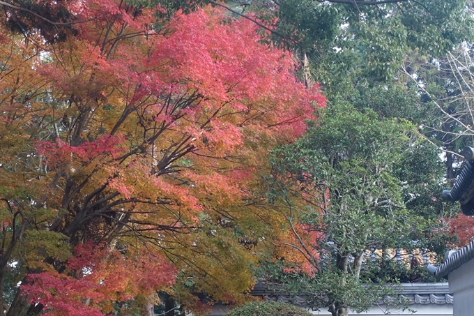 京都紅葉速報2018　その18　南禅寺・哲学の道　No35