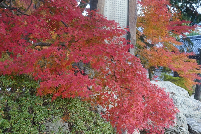 京都紅葉速報2018　その18　南禅寺・哲学の道　No36