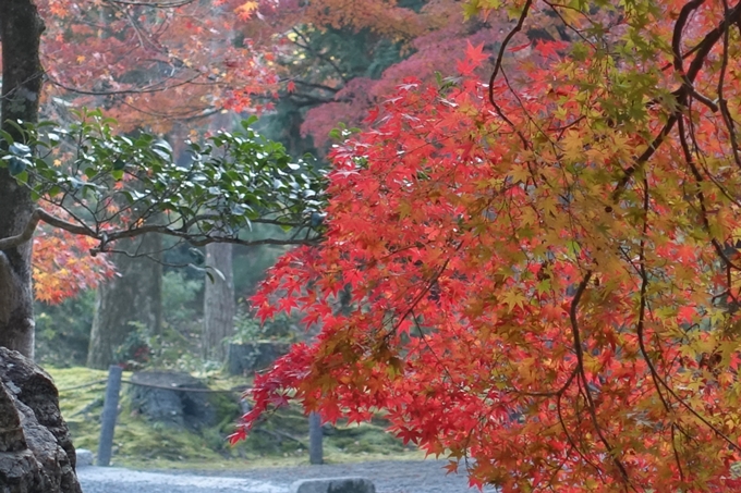 京都紅葉速報2018　その18　南禅寺・哲学の道　No37