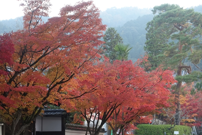 京都紅葉速報2018　その18　南禅寺・哲学の道　No13