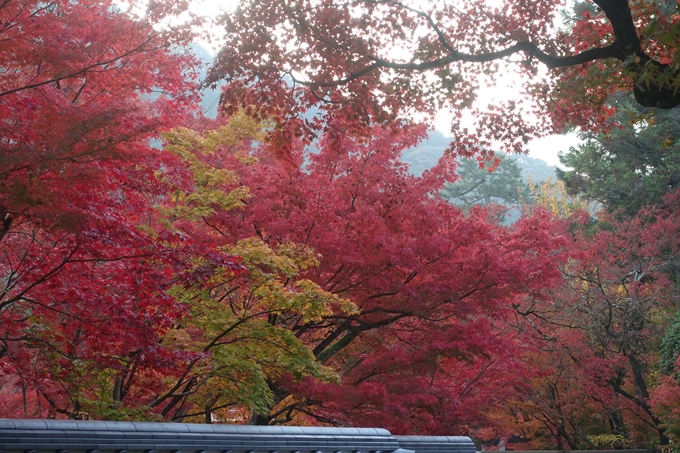 京都紅葉速報2018　その18　南禅寺・哲学の道　No14