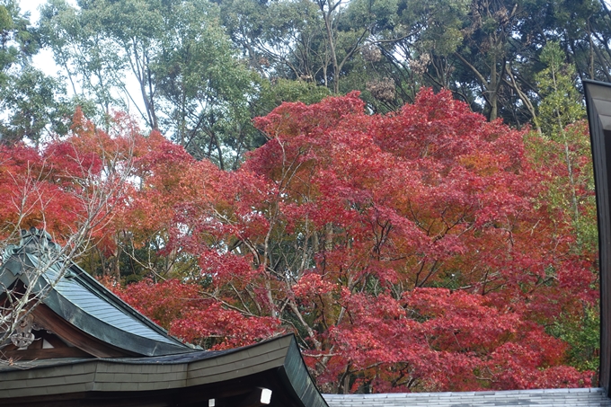 京都紅葉速報2018　その18　南禅寺・哲学の道　No48