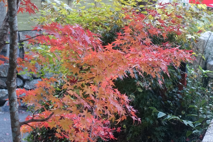 京都紅葉速報2018　その18　南禅寺・哲学の道　No49