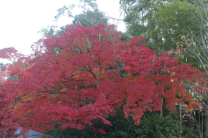 京都紅葉速報2018　その18　南禅寺・哲学の道　No50