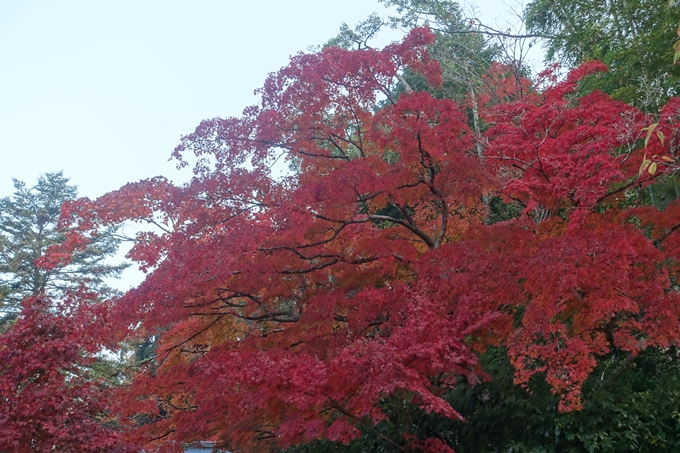 京都紅葉速報2018　その18　南禅寺・哲学の道　No51