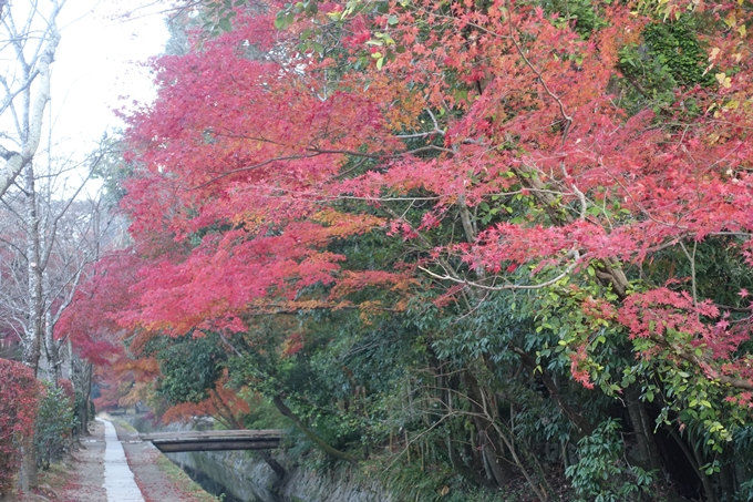 京都紅葉速報2018　その18　南禅寺・哲学の道　No53