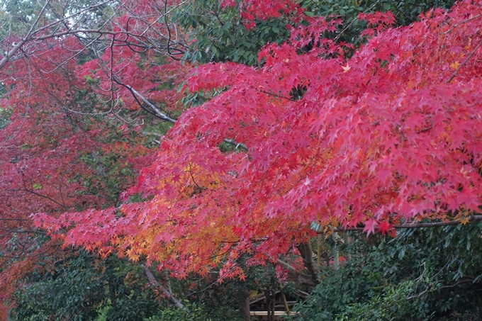 京都紅葉速報2018　その18　南禅寺・哲学の道　No55