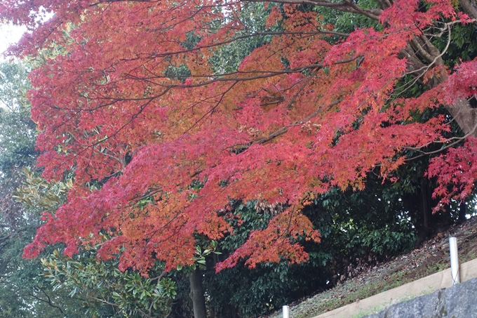 京都紅葉速報2018　その18　南禅寺・哲学の道　No69