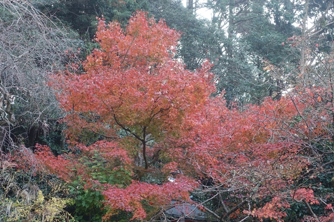 京都紅葉速報2018　その18　南禅寺・哲学の道　No71