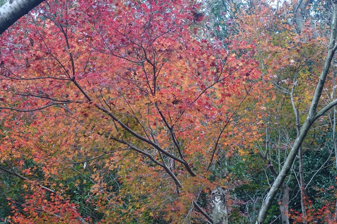 京都紅葉速報2018　その18　南禅寺・哲学の道　No72