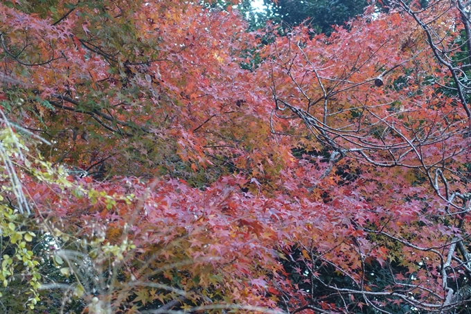 京都紅葉速報2018　その18　南禅寺・哲学の道　No73