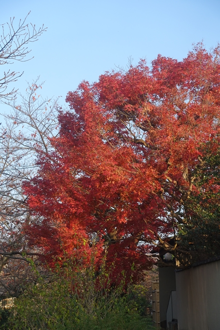 京都紅葉速報2018　その18　南禅寺・哲学の道　No62