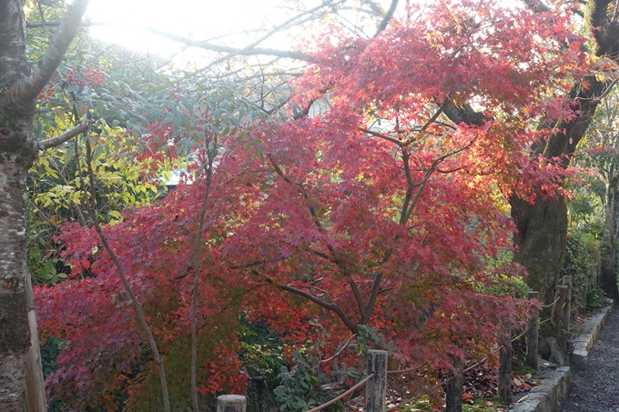 京都紅葉速報2018　その18　南禅寺・哲学の道　No64