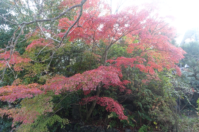 京都紅葉速報2018　その18　南禅寺・哲学の道　No66