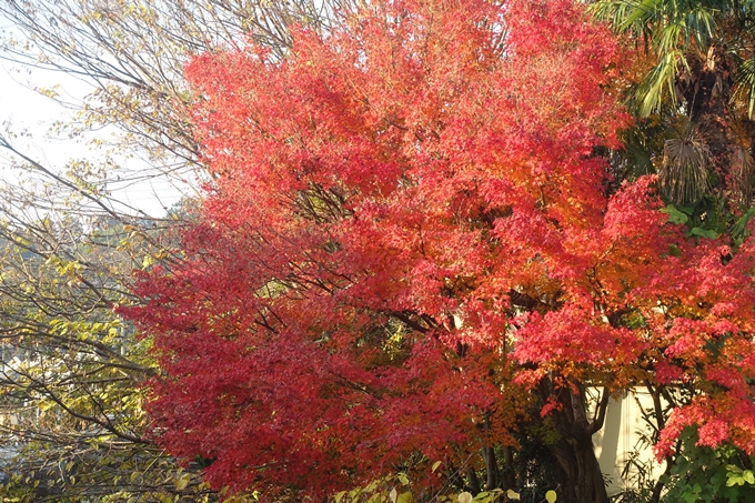 京都紅葉速報2018　その18　南禅寺・哲学の道　No68