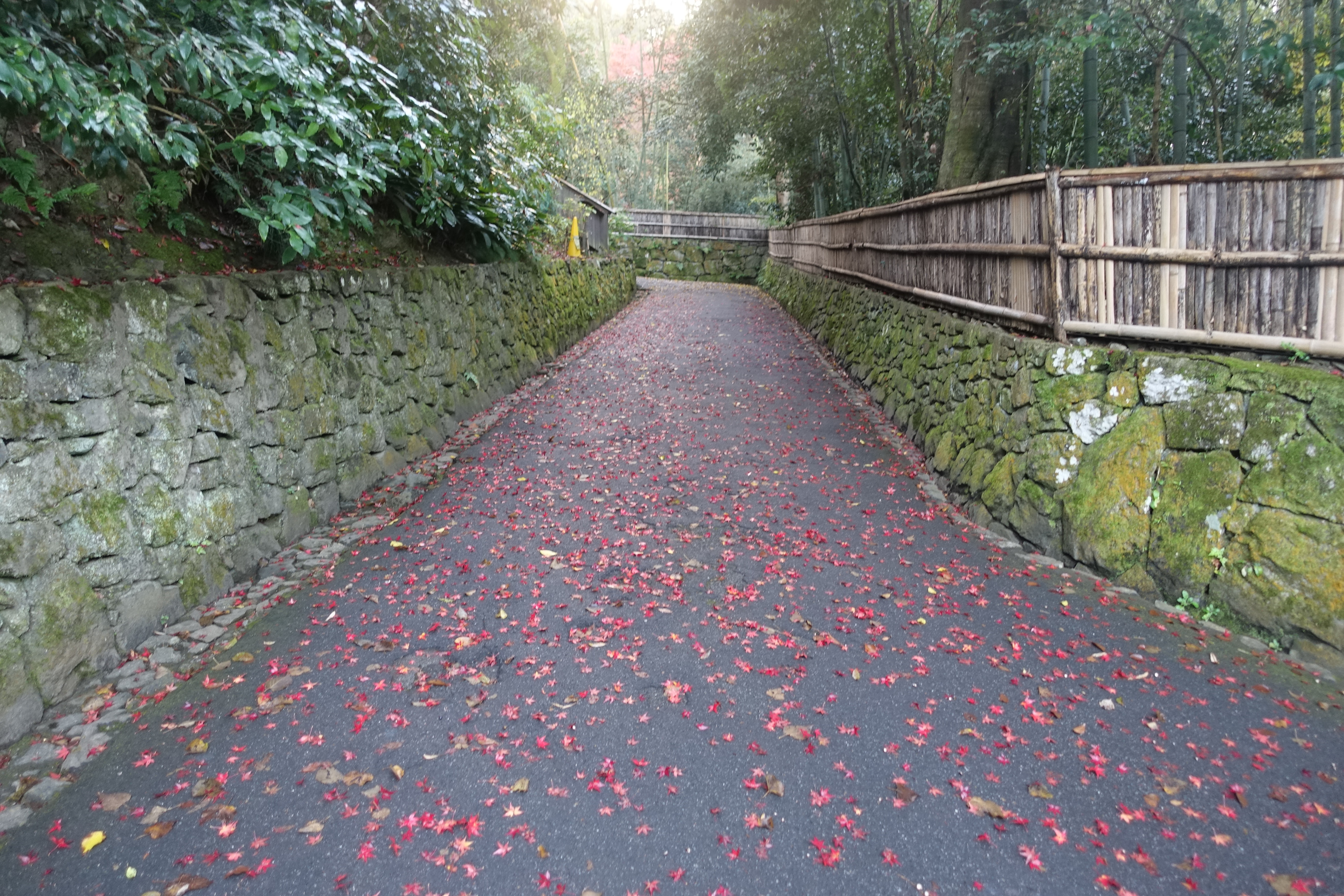 京都紅葉速報2018　その19　法然院・安楽寺　No２