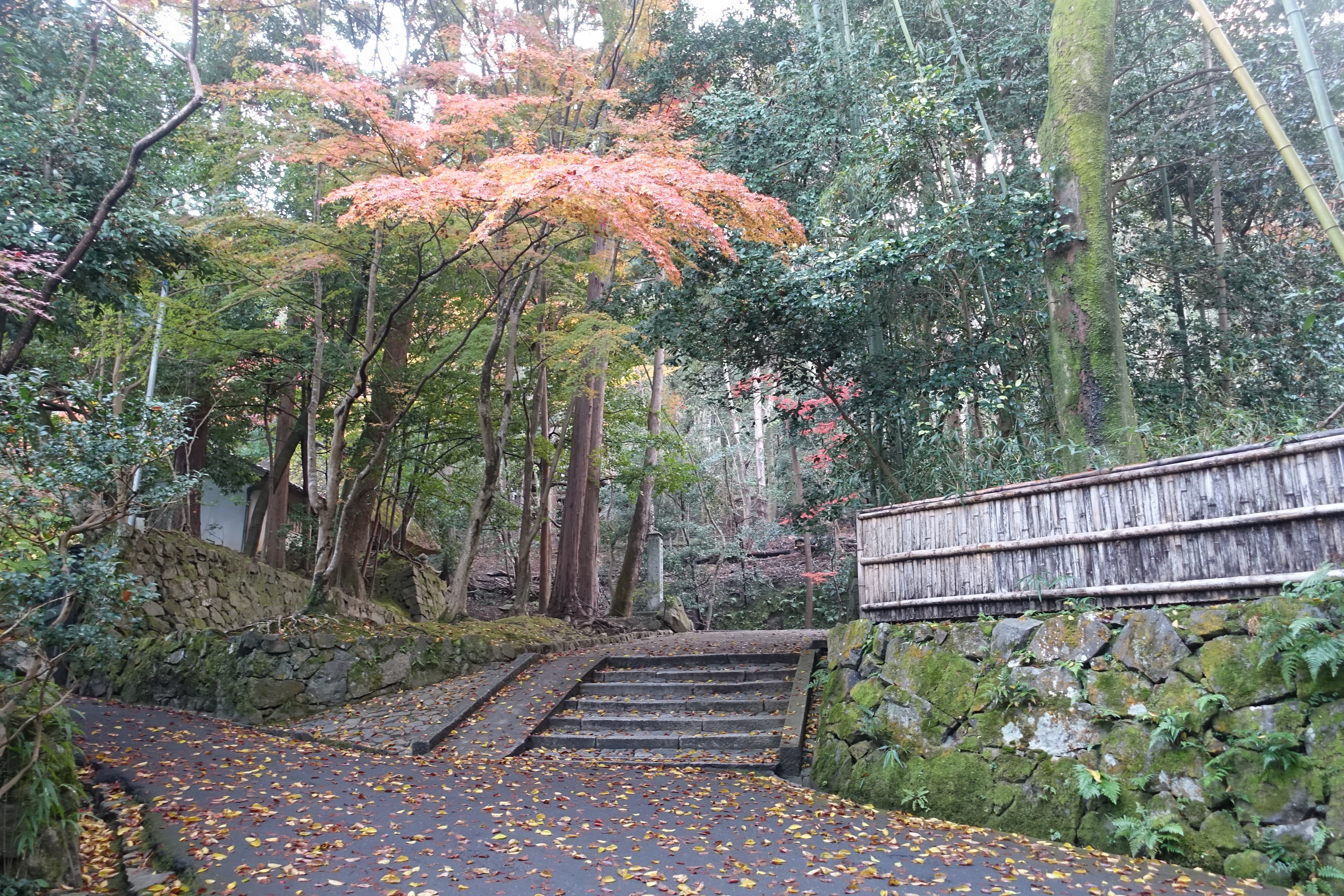 京都紅葉速報2018　その19　法然院・安楽寺　No３