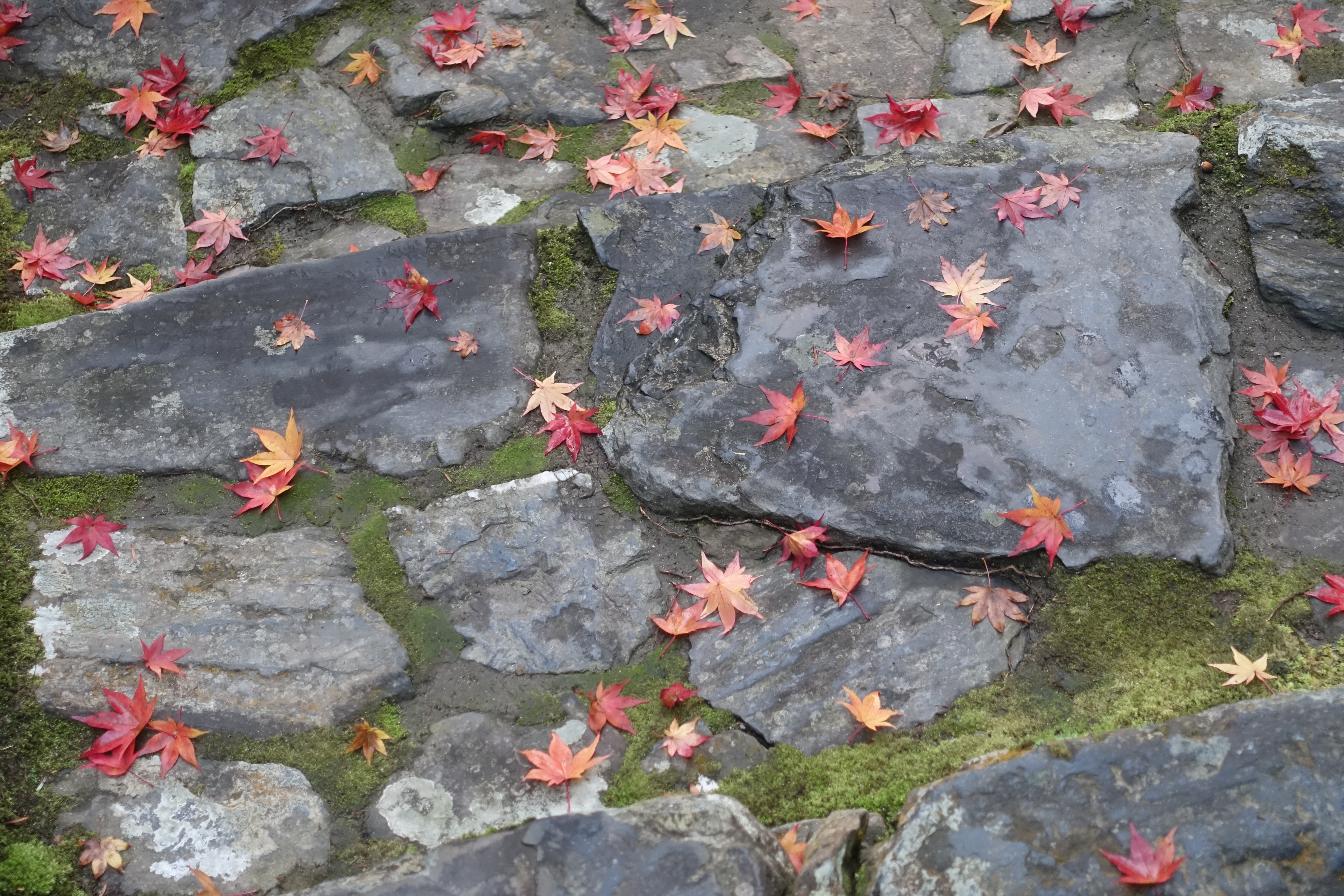 京都紅葉速報2018　その19　法然院・安楽寺　No7