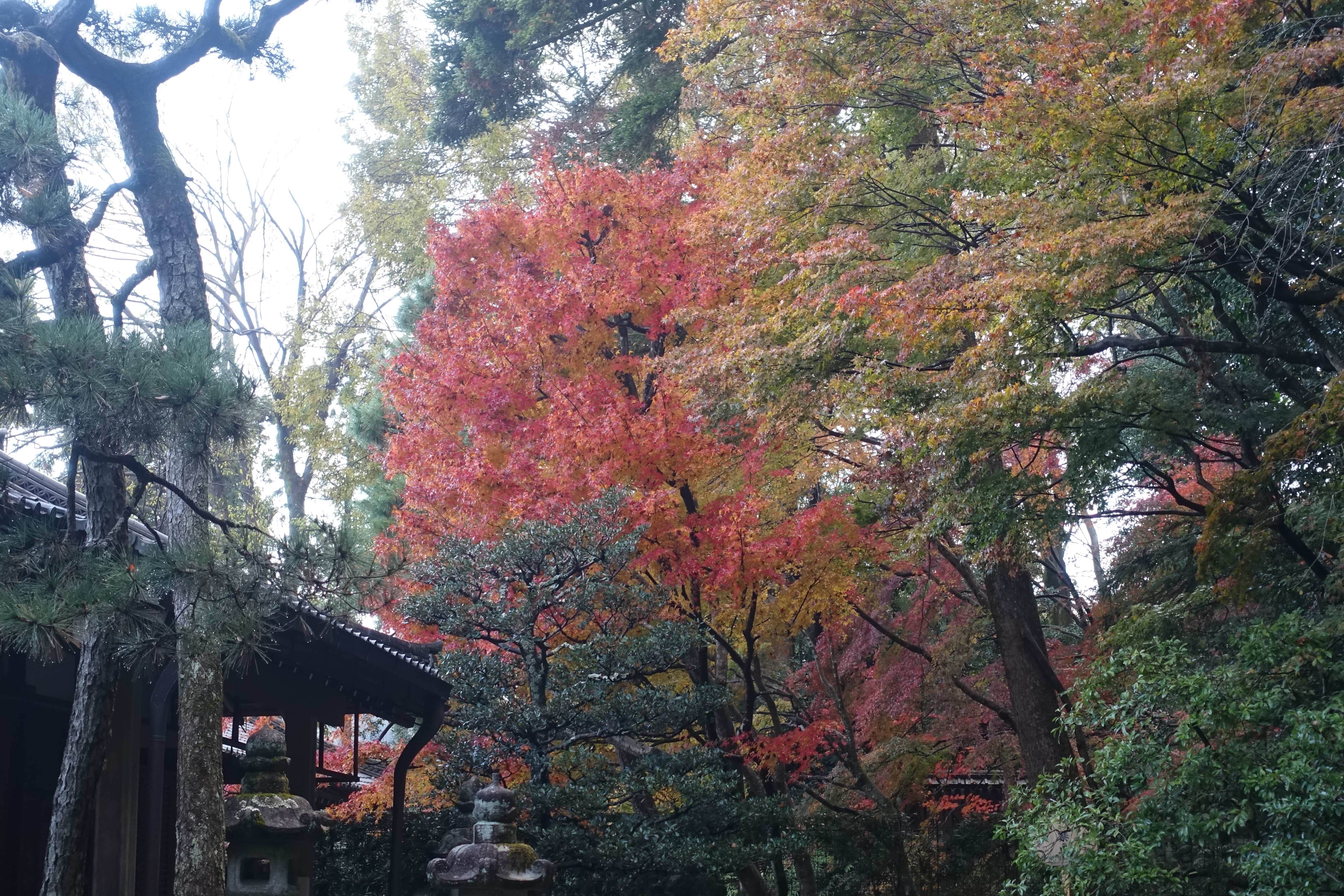 京都紅葉速報2018　その19　法然院・安楽寺　No10