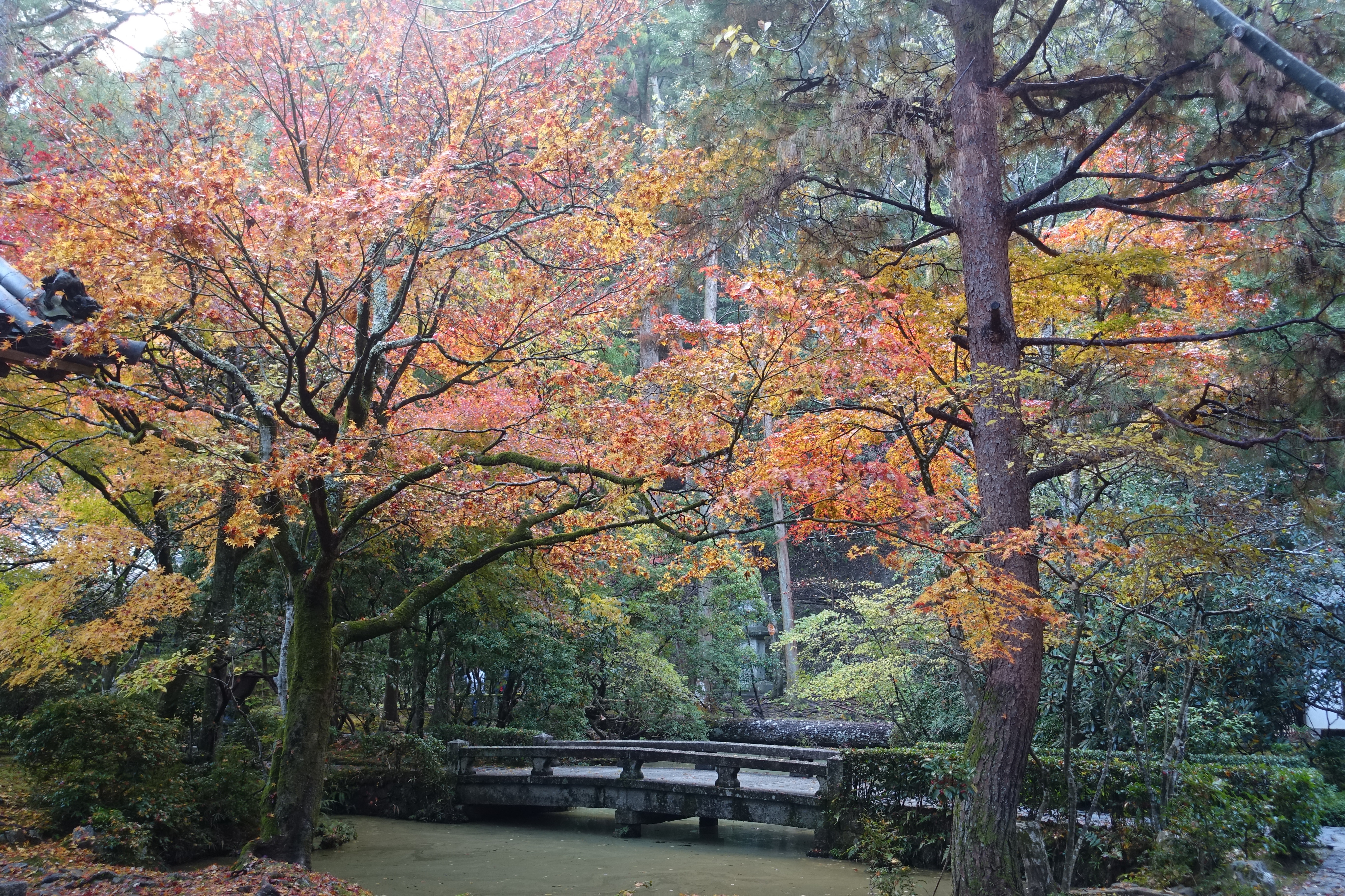 京都紅葉速報2018　その19　法然院・安楽寺　No15