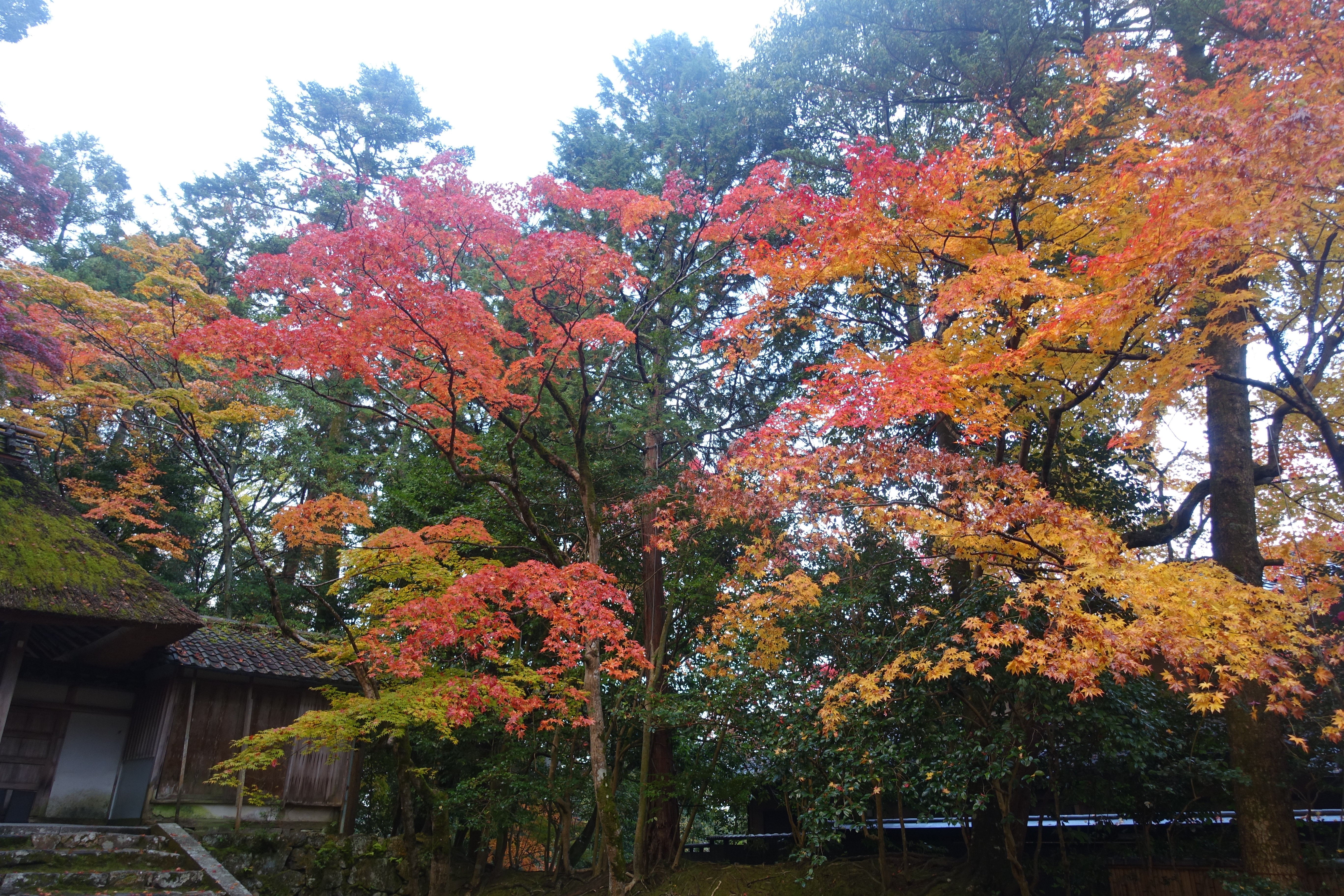 京都紅葉速報2018　その19　法然院・安楽寺　No16