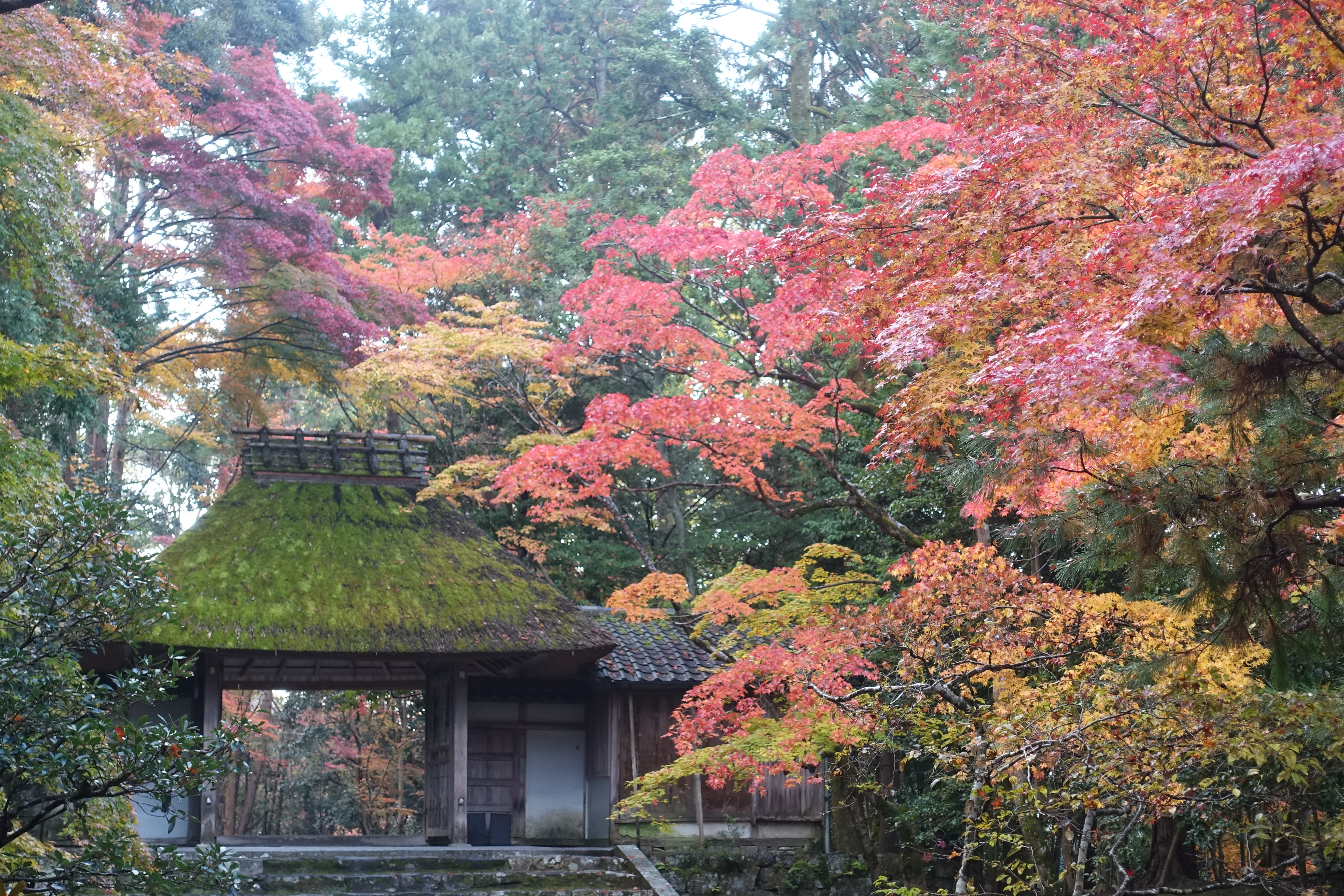 京都紅葉速報2018　その19　法然院・安楽寺　No17