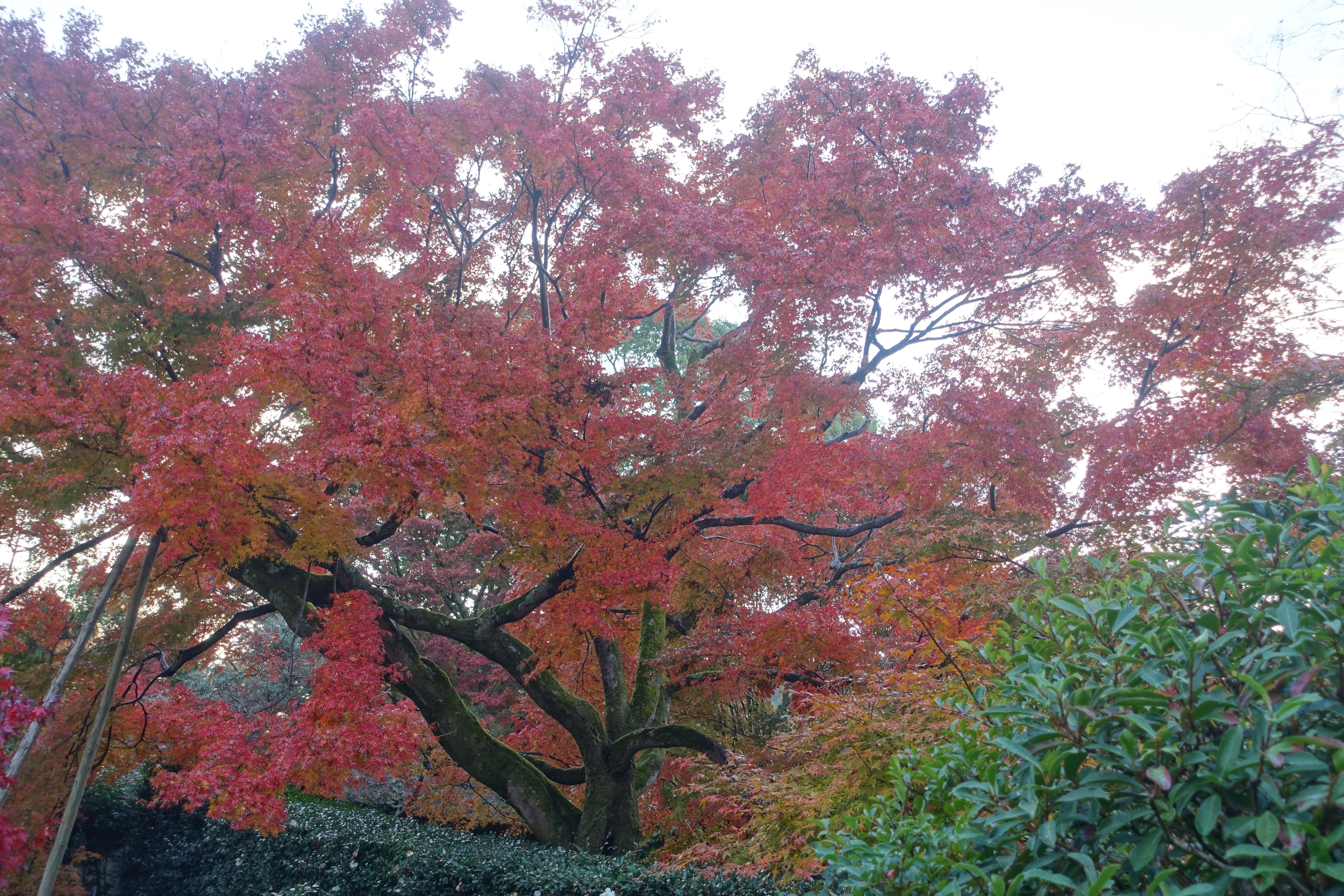 京都紅葉速報2018　その19　法然院・安楽寺　No22