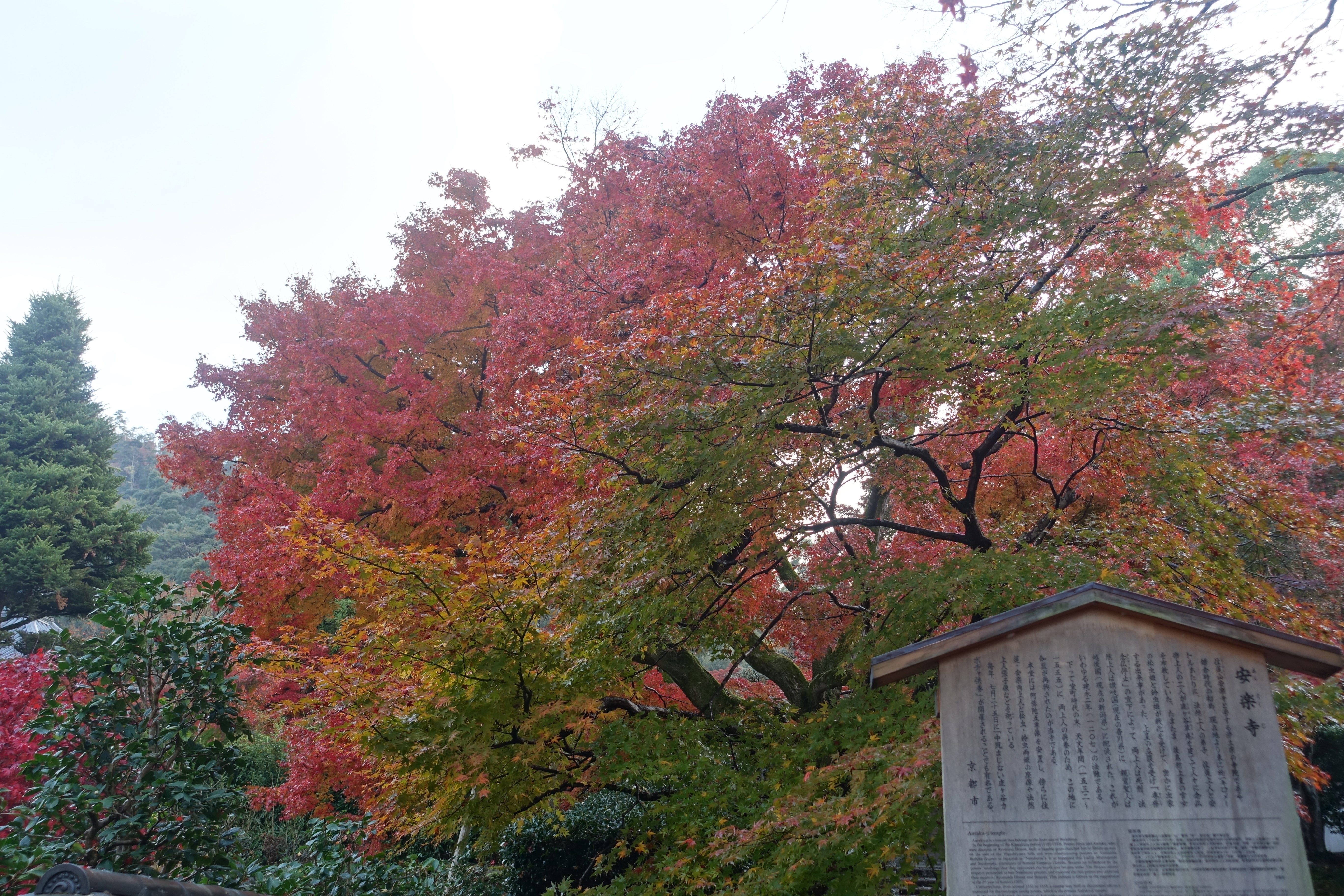 京都紅葉速報2018　その19　法然院・安楽寺　No23