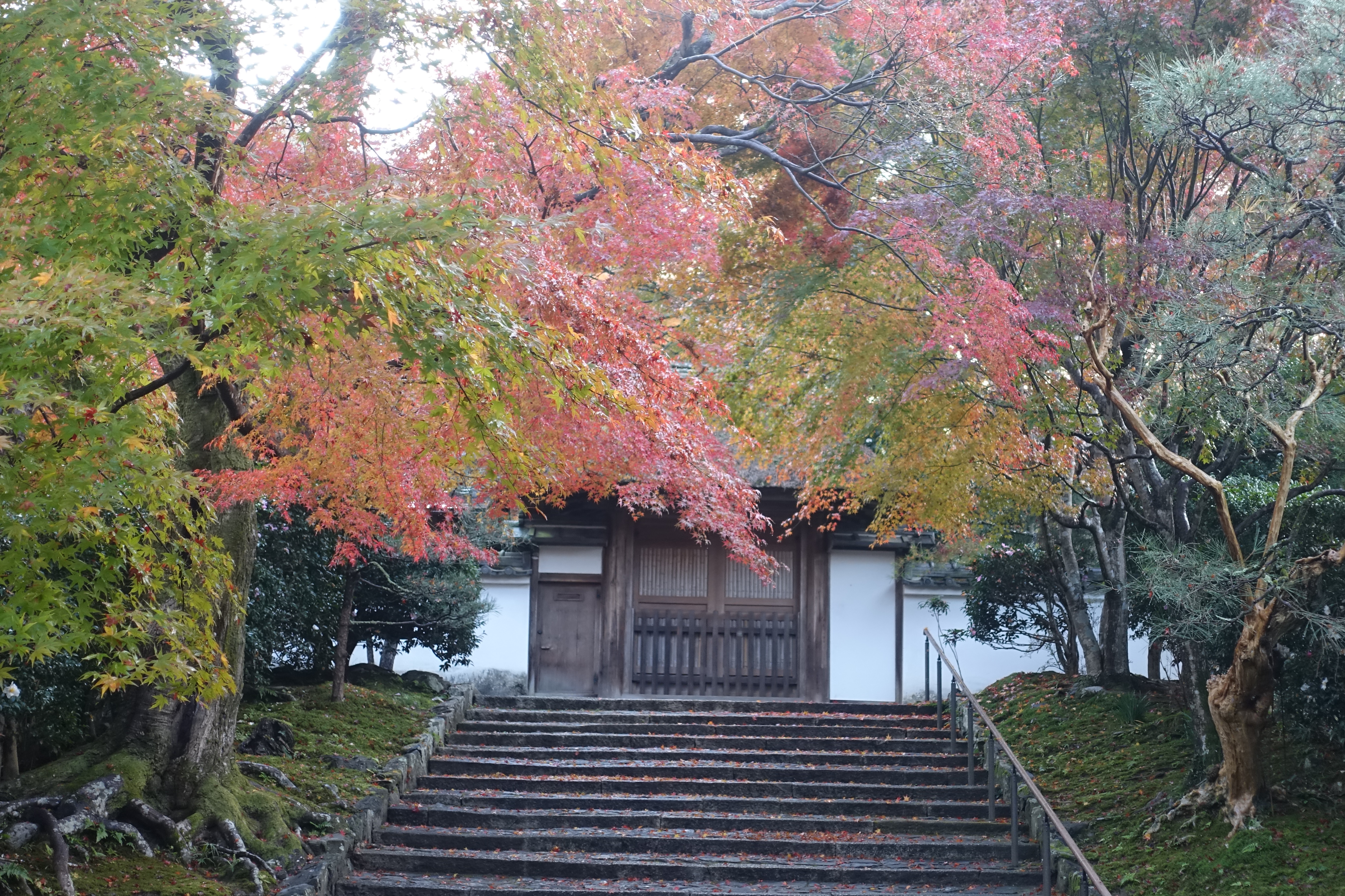 京都紅葉速報2018　その19　法然院・安楽寺　No24