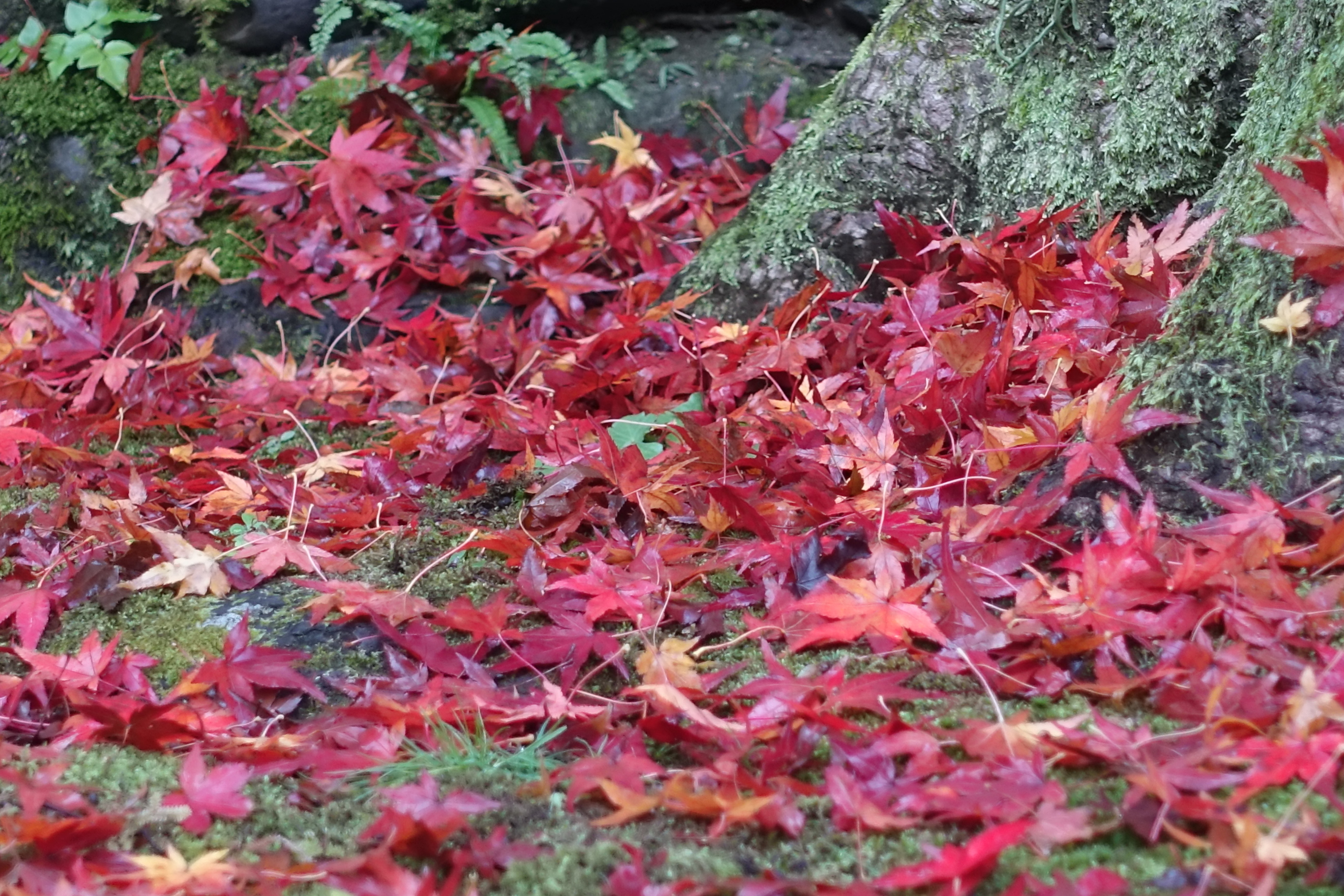 京都紅葉速報2018　その19　法然院・安楽寺　No26