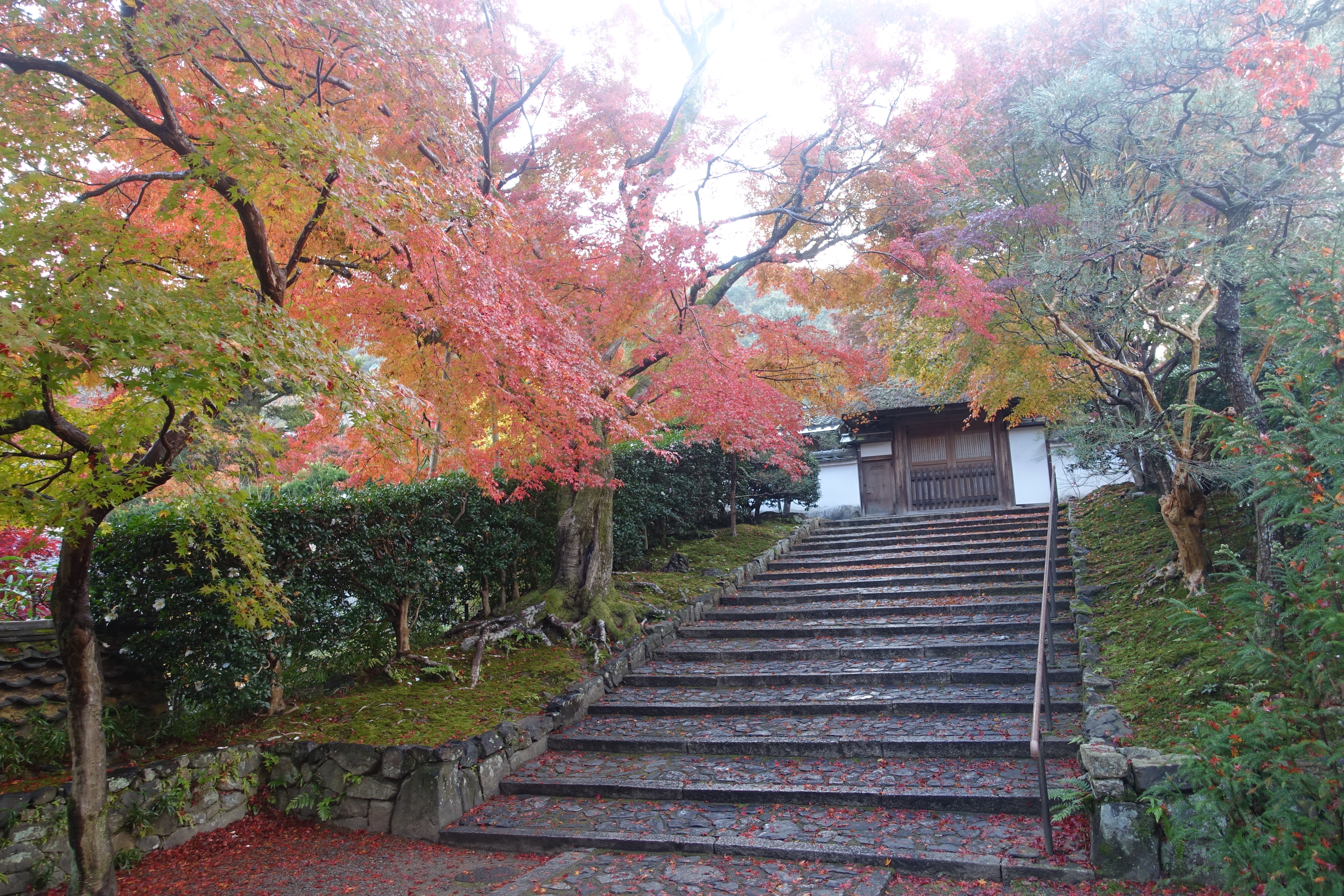 京都紅葉速報2018　その19　法然院・安楽寺　No27