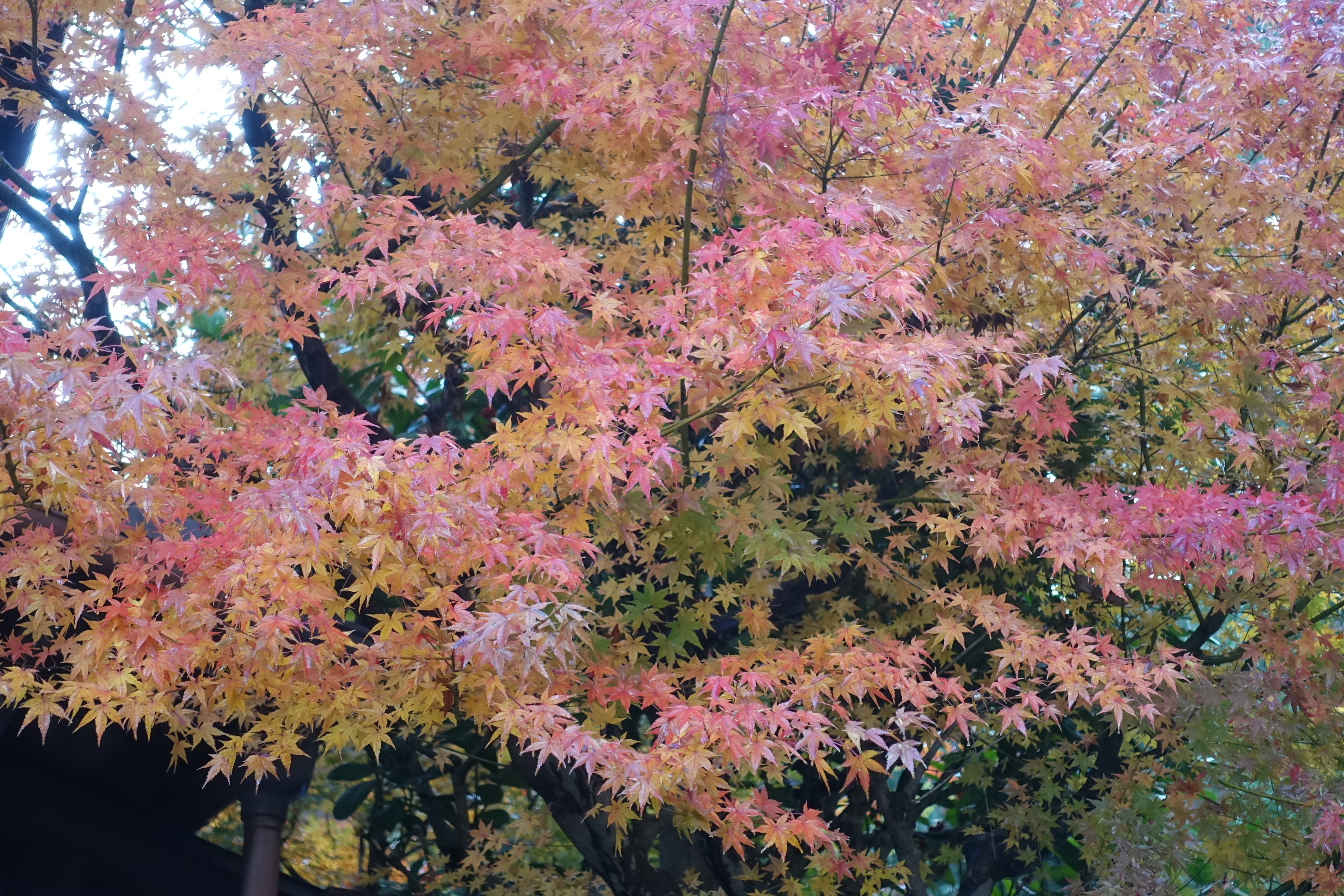 京都紅葉速報2018　その19　法然院・安楽寺　No28