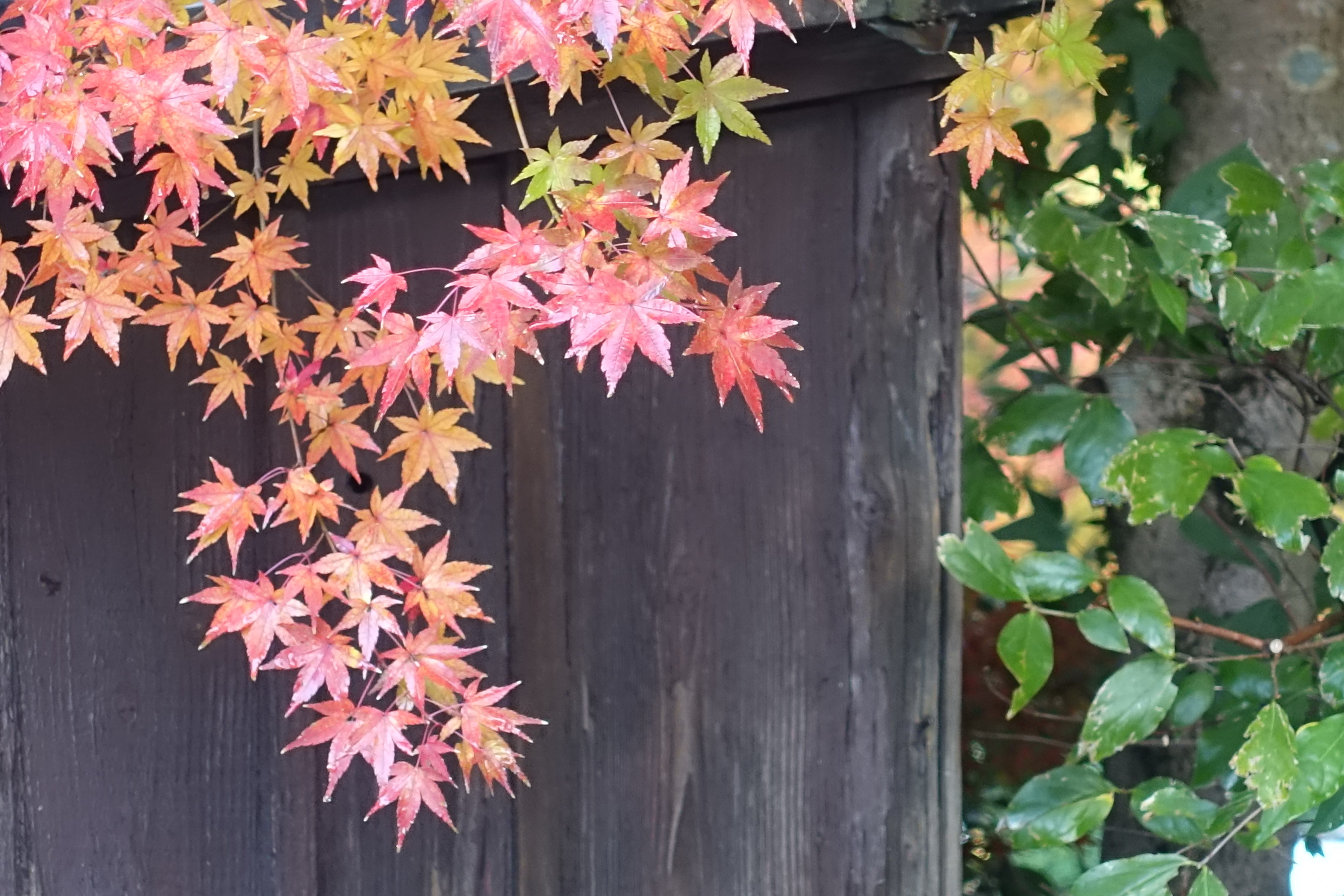 京都紅葉速報2018　その19　法然院・安楽寺　No29