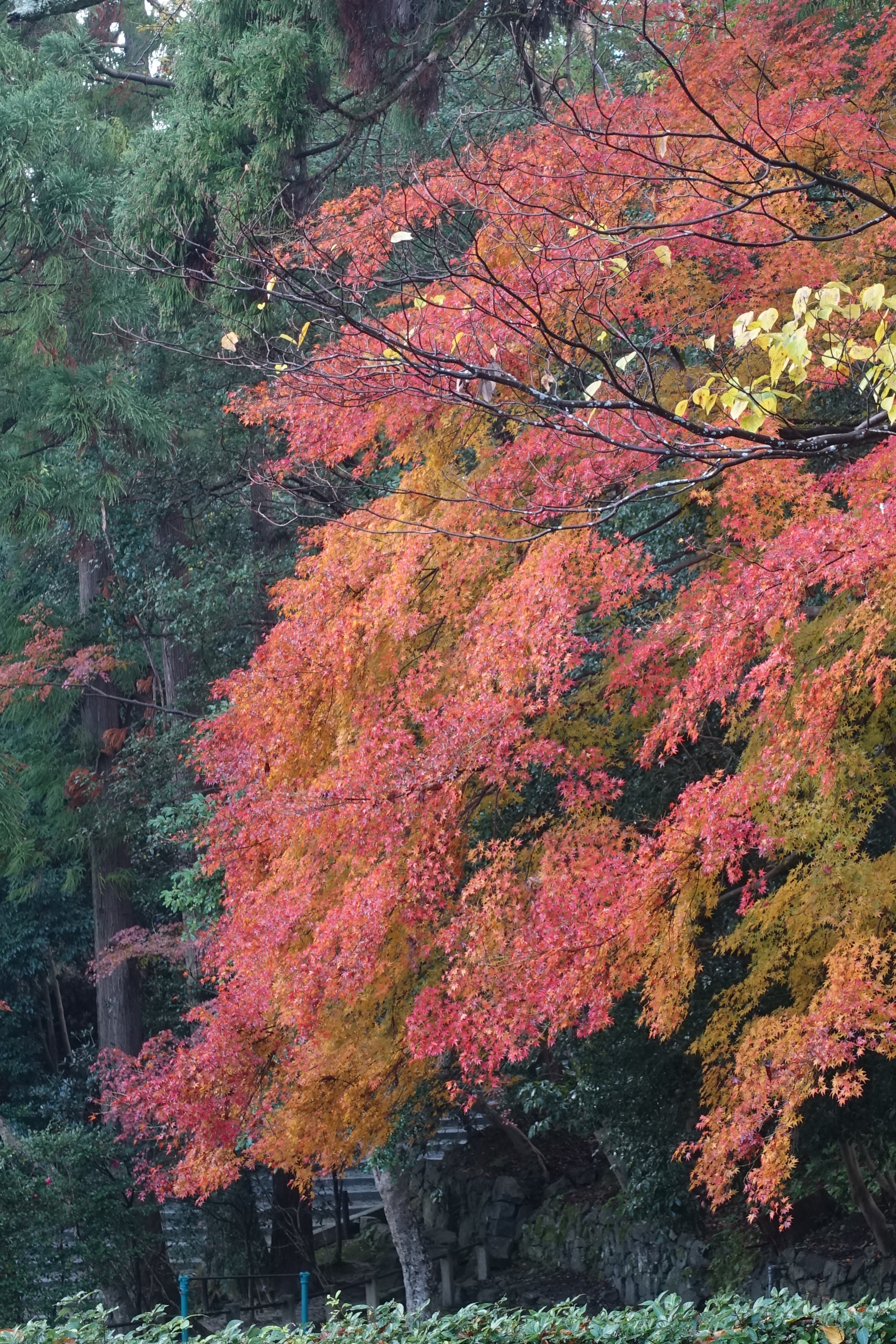 京都紅葉速報2018　その19　法然院・安楽寺　No19