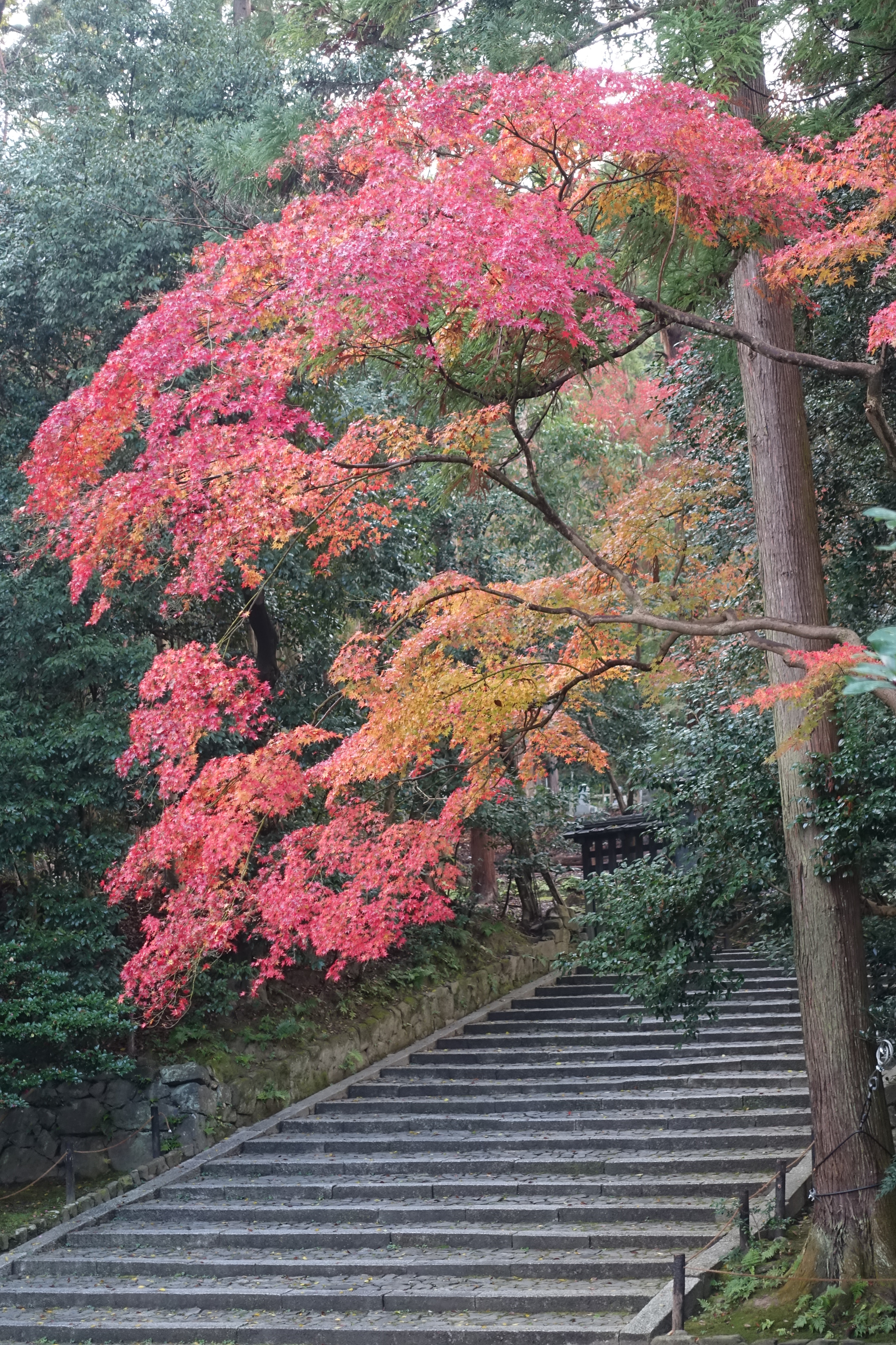 京都紅葉速報2018　その19　法然院・安楽寺　No21