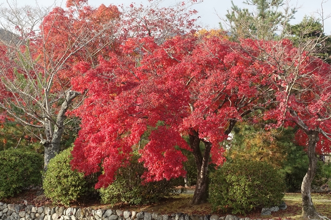 京都紅葉速報2018　その20　天龍寺・渡月橋・松尾大社　No4