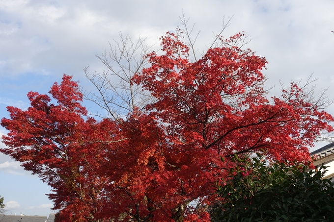 京都紅葉速報2018　その20　天龍寺・渡月橋・松尾大社　No5