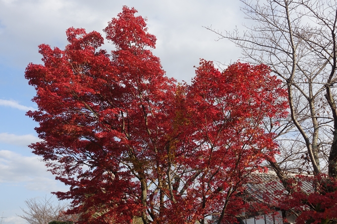 京都紅葉速報2018　その20　天龍寺・渡月橋・松尾大社　No6