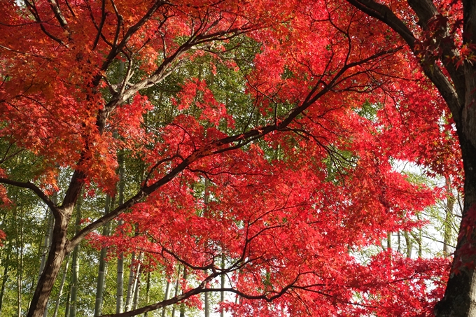 京都紅葉速報2018　その20　天龍寺・渡月橋・松尾大社　No7