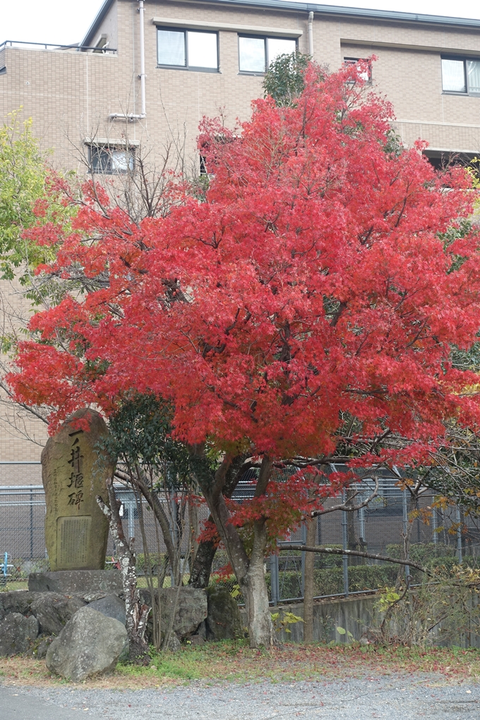 京都紅葉速報2018　その20　天龍寺・渡月橋・松尾大社　No12