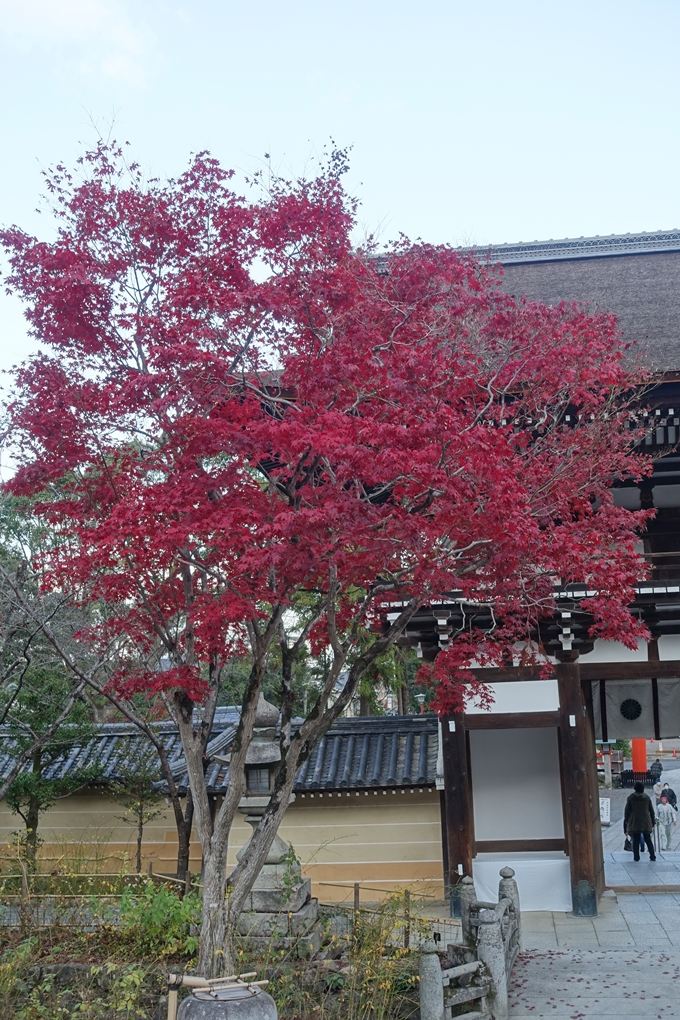 京都紅葉速報2018　その20　天龍寺・渡月橋・松尾大社　No15