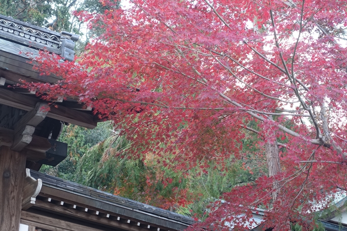 京都紅葉速報2018　その20　天龍寺・渡月橋・松尾大社　No18