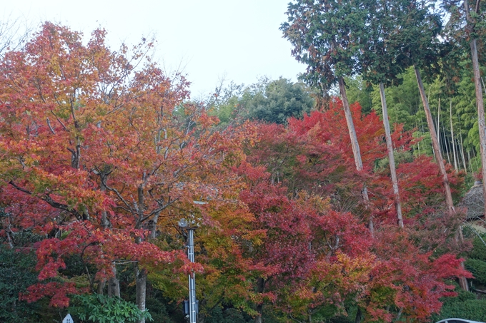 京都紅葉速報2018　その20　天龍寺・渡月橋・松尾大社　No19