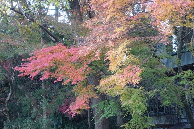 京都紅葉速報2018　その20　天龍寺・渡月橋・松尾大社　No22