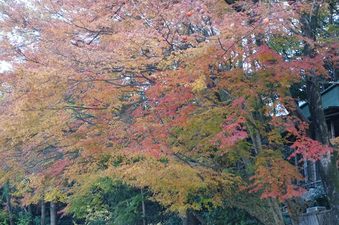 京都紅葉速報2018　その20　天龍寺・渡月橋・松尾大社　No23