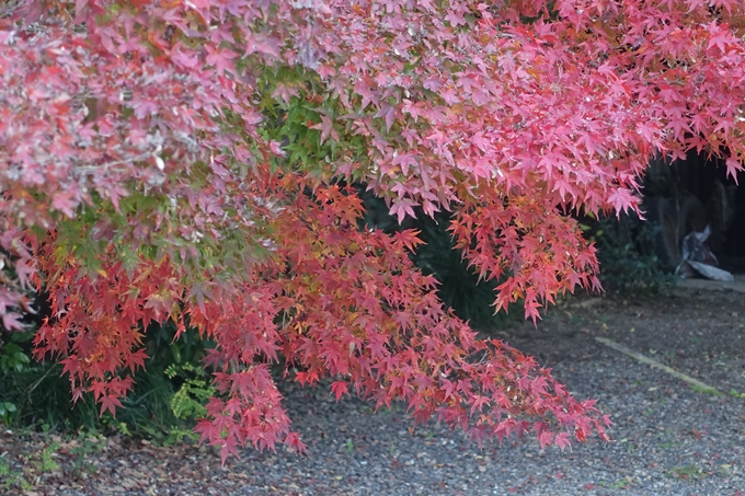 京都紅葉速報2018　その20　天龍寺・渡月橋・松尾大社　No24